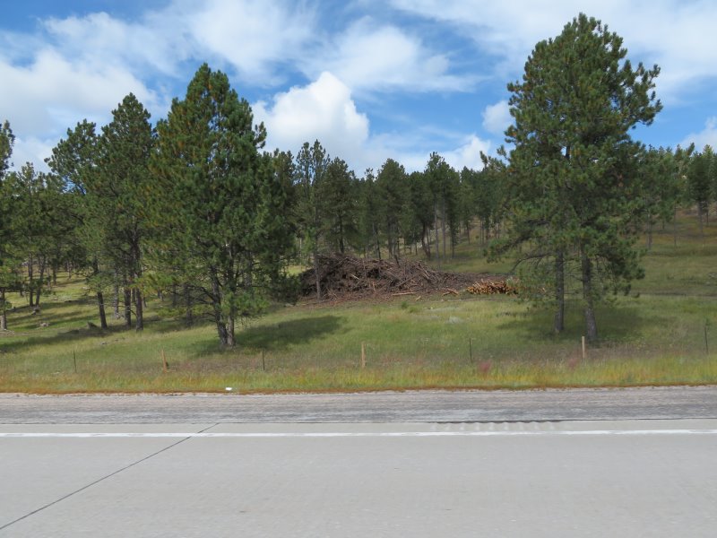 Black Hills. Apparently the fallen timber is burnt, hence the name
